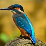 kingfisher-1905255_1280