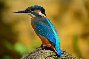 kingfisher-1905255_1280