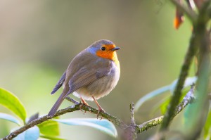 robin-2197691_1280