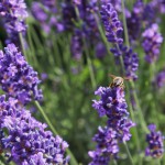 the-lavender-flower-4339986_1280