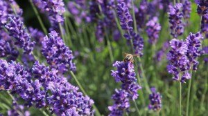 the-lavender-flower-4339986_1280