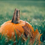 pumpkin-1030817_1280