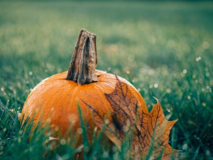 pumpkin-1030817_1280