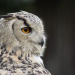 eagle-owl-3445567_1280