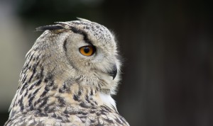 eagle-owl-3445567_1280